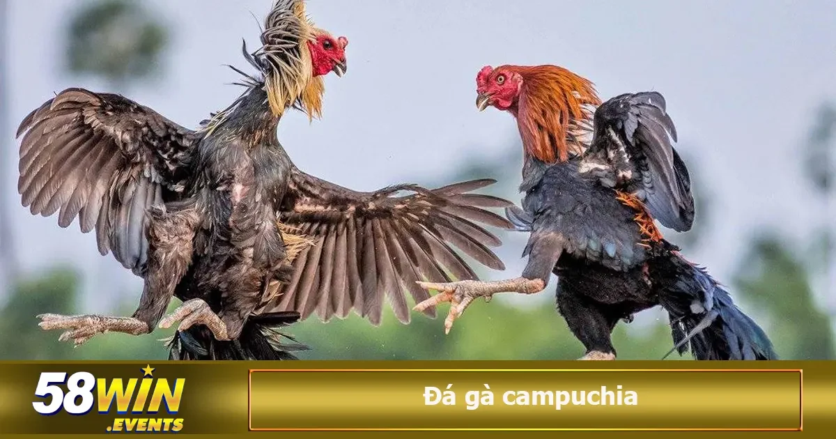 Đá Gà Campuchia Có Hợp Pháp Không? Cách Chơi Chi Tiết 4 Đảm bảo cuộc chơi minh bạch rõ ràng cần chọn các nhà cái uy tín, có giấy phép đầy đủ