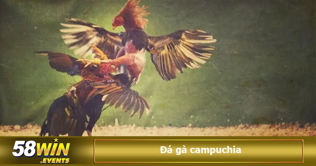 Đá Gà Campuchia Có Hợp Pháp Không? Cách Chơi Chi Tiết 3 Minh bạch, chuẩn xác, cùng nhiều ưu điểm làm cho đá gà Campuchia luôn là lựa chọn đáng tin