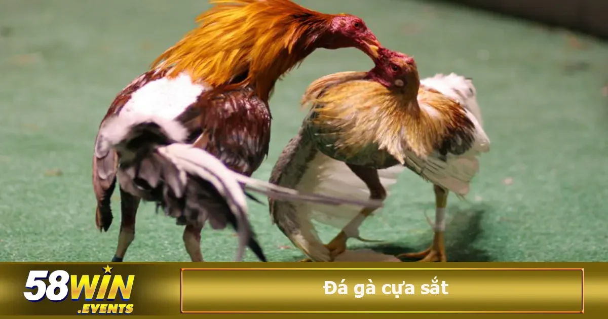 Đá Gà Cựa Sắt Là Gì? Luật Chơi Và Kinh Nghiệm Cá Cược 4 Nếu chưa có nhiều kinh nghiệm nhìn gà, hãy tham khảo những lưu ý dưới đây để giành phần thắng