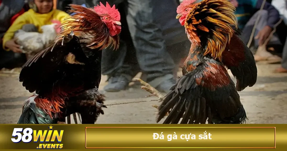 Đá Gà Cựa Sắt Là Gì? Luật Chơi Và Kinh Nghiệm Cá Cược 3 Nắm rõ luật, nhận biết các loại gà, phán đoán trong thời gian ngắn sẽ giúp người chơi có cơ hội chiến thắng cao hơn