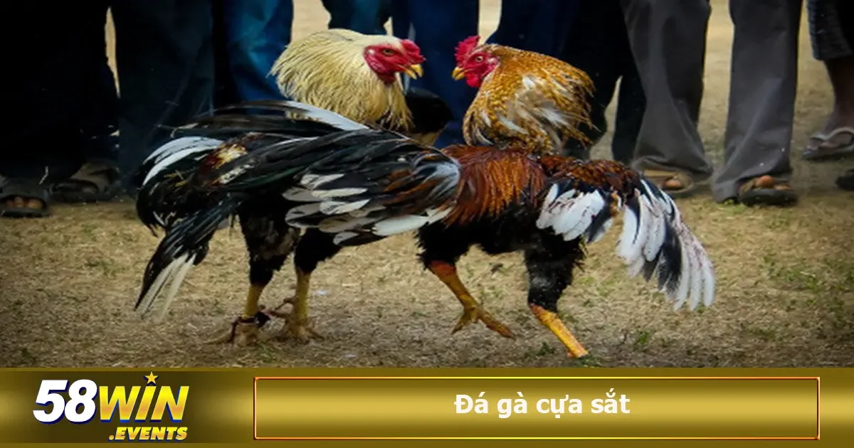 Đá Gà Cựa Sắt Là Gì? Luật Chơi Và Kinh Nghiệm Cá Cược 2 Với bộ môn quen thuộc này, chúng ta sẽ biết khả năng nhìn nhận những con gà ra sao